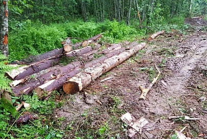 Прокуратура Мозырского района возбудила уголовное дело по факту незаконной рубки и уничтожения древесно-кустарниковой растительности
